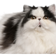 Image for article titled Woman Dies, Leaves $50,000 to Be Divided Amongst Her Cats